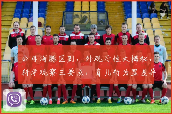 公母海豚区别，外观习性大揭秘，科学观察三要点，育儿行为显差异